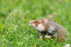 black-bellied hamster