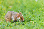 black-bellied hamster