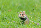 black-bellied hamster