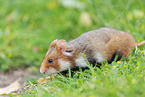black-bellied hamster