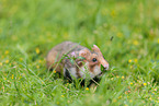 black-bellied hamster