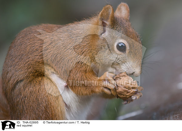 Europisches Eichhrnchen / red squirrel / THA-02895