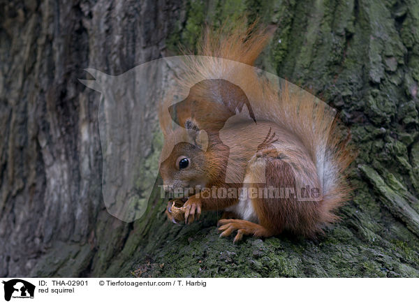 red squirrel / THA-02901