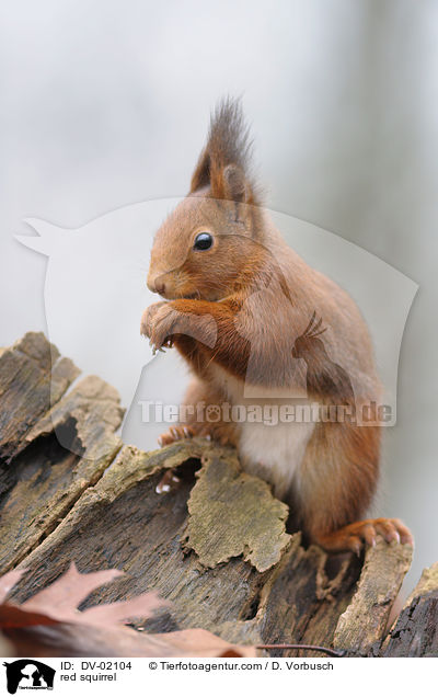 red squirrel / DV-02104