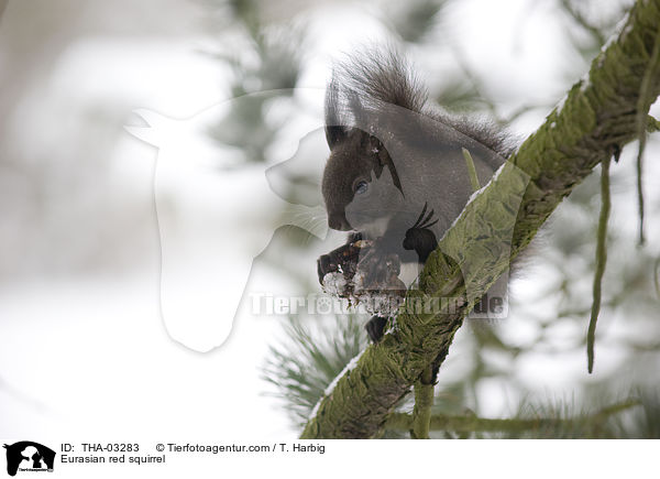 Eurasian red squirrel / THA-03283