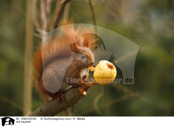 Europisches Eichhrnchen / red squirrel / KMI-02536