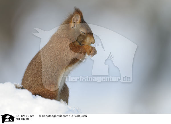 Europisches Eichhrnchen / red squirrel / DV-02426
