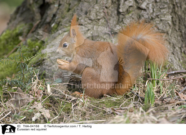 Europisches Eichhrnchen / Eurasian red squirrel / THA-04168