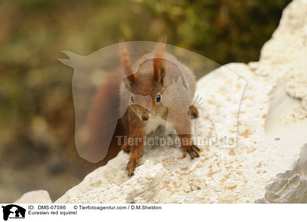 Europisches Eichhrnchen / Eurasian red squirrel / DMS-07086