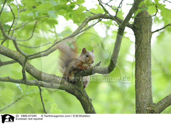 Europisches Eichhrnchen / Eurasian red squirrel / DMS-07095