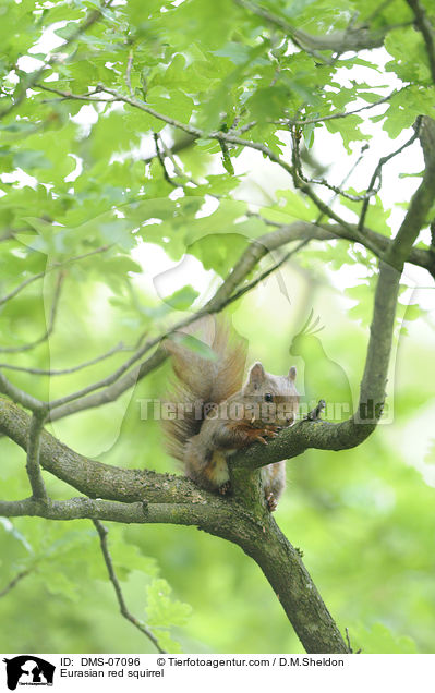 Europisches Eichhrnchen / Eurasian red squirrel / DMS-07096