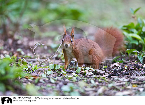Eurasian red squirrel / MBS-07552