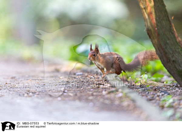 Europisches Eichhrnchen / Eurasian red squirrel / MBS-07553