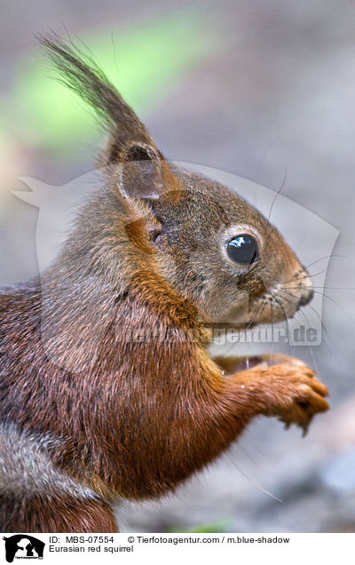 Europisches Eichhrnchen / Eurasian red squirrel / MBS-07554
