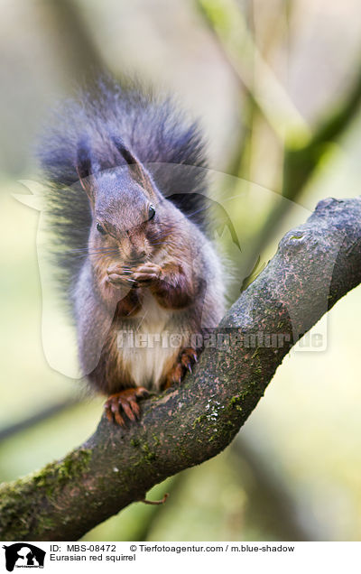 Europisches Eichhrnchen / Eurasian red squirrel / MBS-08472