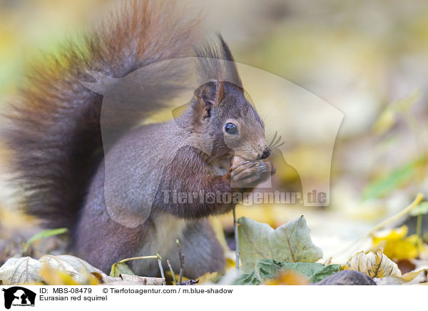 Europisches Eichhrnchen / Eurasian red squirrel / MBS-08479