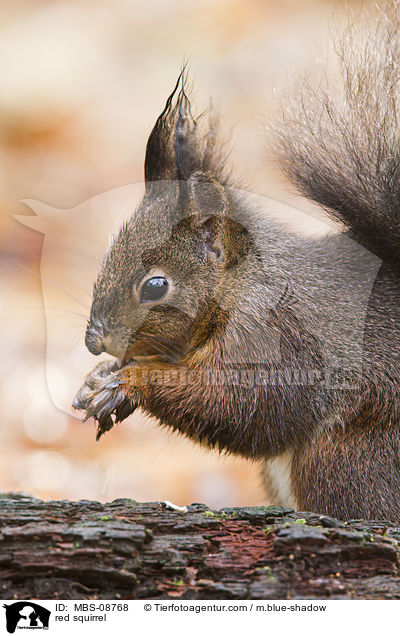red squirrel / MBS-08768