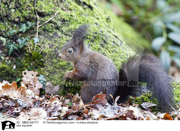 red squirrel / MBS-08777