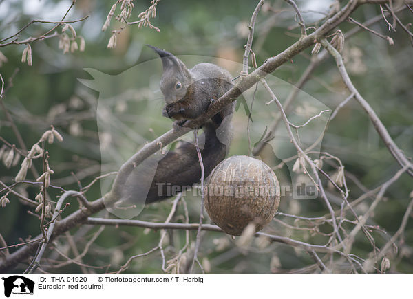 Eurasian red squirrel / THA-04920
