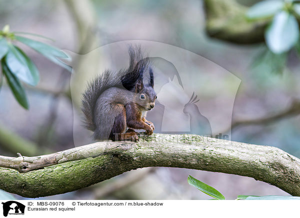 Eurasian red squirrel / MBS-09076