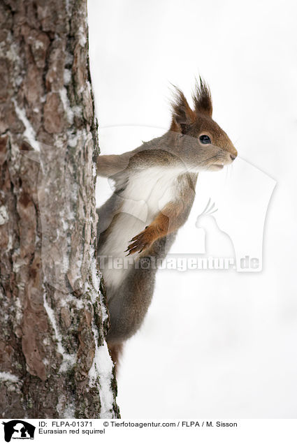 Eurasian red squirrel / FLPA-01371