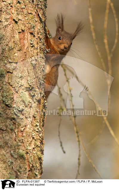 Eurasian red squirrel / FLPA-01387