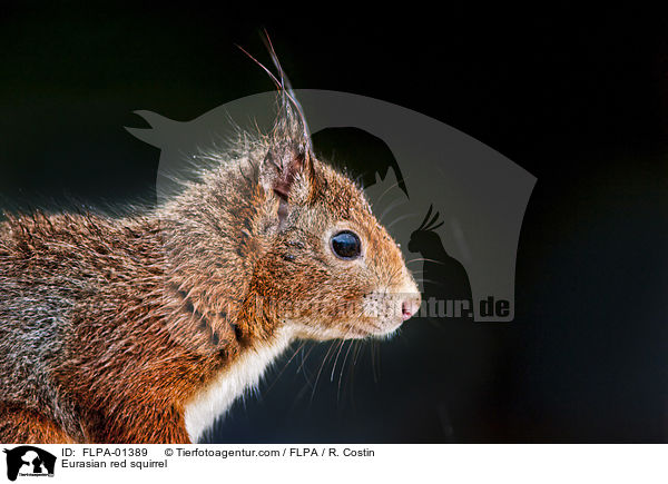 Europisches Eichhrnchen / Eurasian red squirrel / FLPA-01389