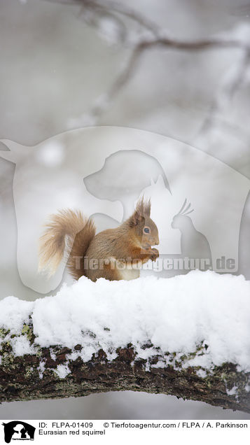 Europisches Eichhrnchen / Eurasian red squirrel / FLPA-01409