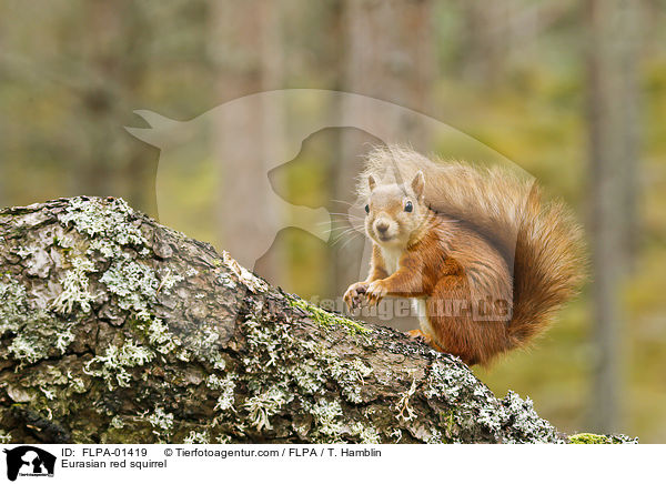 Europisches Eichhrnchen / Eurasian red squirrel / FLPA-01419