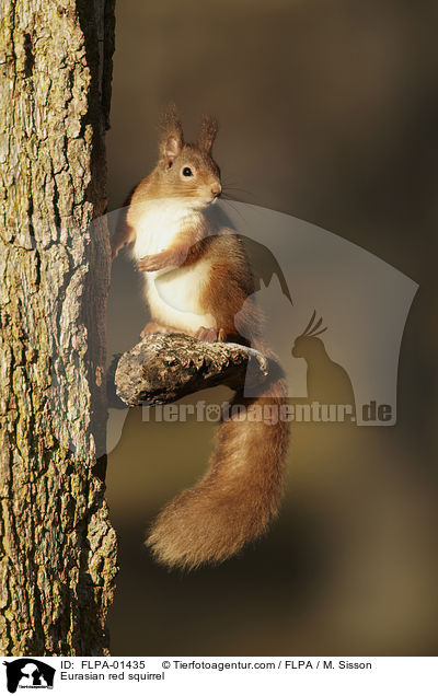 Eurasian red squirrel / FLPA-01435