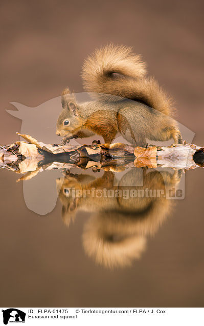 Eurasian red squirrel / FLPA-01475