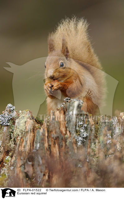 Eurasian red squirrel / FLPA-01522