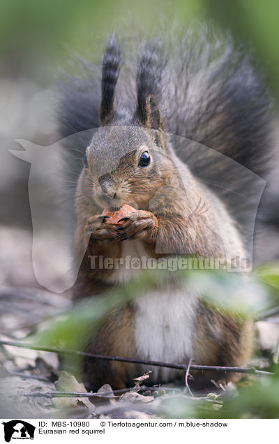 Eurasian red squirrel / MBS-10980