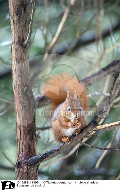 Eurasian red squirrel / MBS-11399