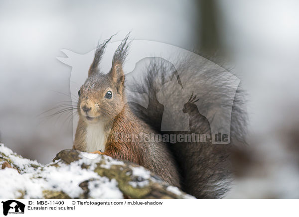 Eurasian red squirrel / MBS-11400