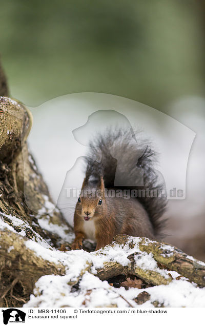 Eurasian red squirrel / MBS-11406