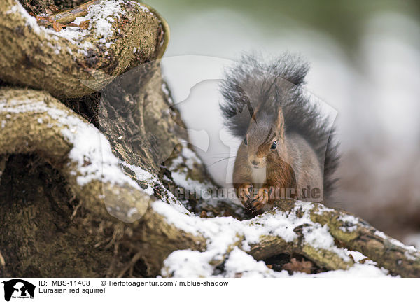 Europisches Eichhrnchen / Eurasian red squirrel / MBS-11408