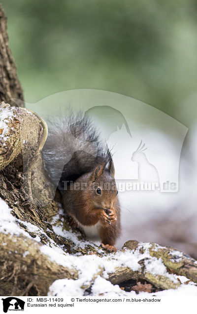 Eurasian red squirrel / MBS-11409