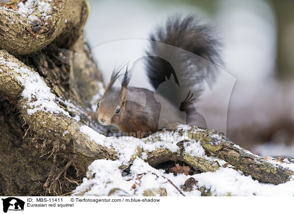 Europisches Eichhrnchen / Eurasian red squirrel / MBS-11411