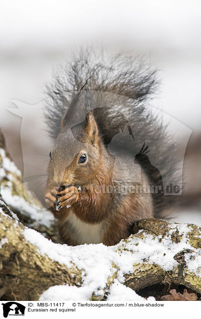 Eurasian red squirrel / MBS-11417