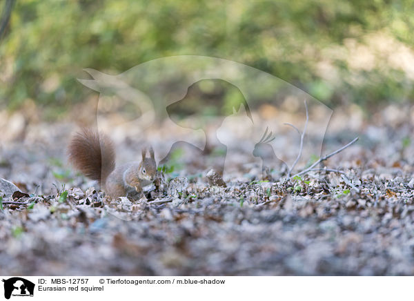 Europisches Eichhrnchen / Eurasian red squirrel / MBS-12757