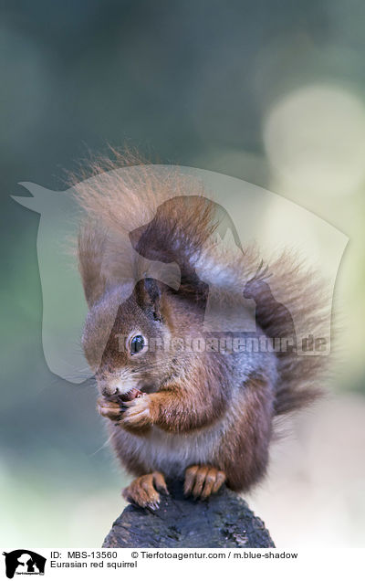 Europisches Eichhrnchen / Eurasian red squirrel / MBS-13560