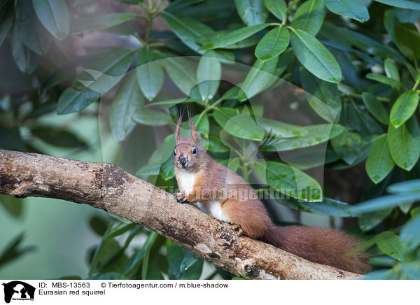 Europisches Eichhrnchen / Eurasian red squirrel / MBS-13563