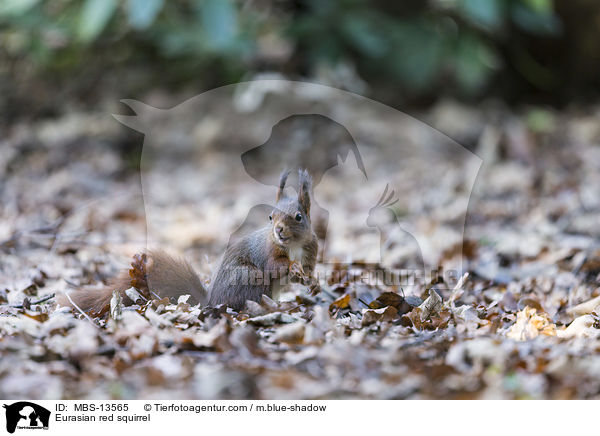 Europisches Eichhrnchen / Eurasian red squirrel / MBS-13565