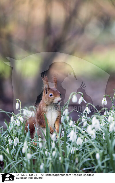 Europisches Eichhrnchen / Eurasian red squirrel / MBS-13591