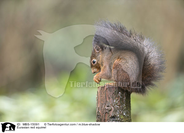 Europisches Eichhrnchen / Eurasian red squirrel / MBS-15091