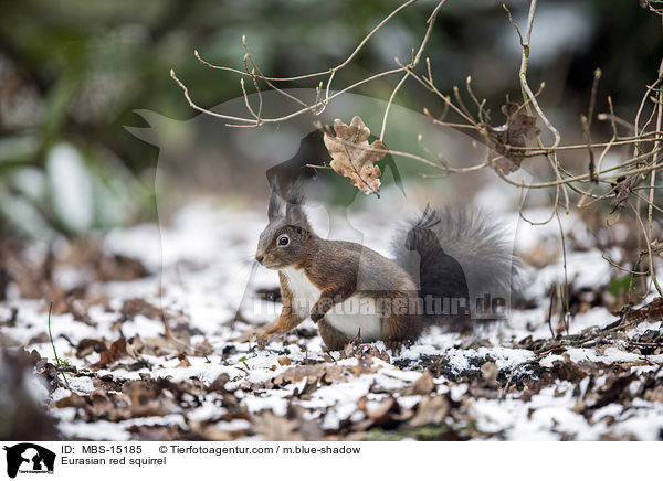 Europisches Eichhrnchen / Eurasian red squirrel / MBS-15185