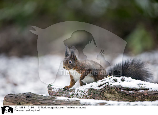 Europisches Eichhrnchen / Eurasian red squirrel / MBS-15186