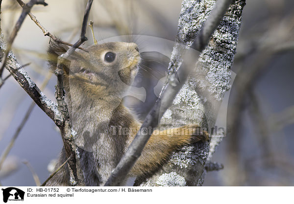 Europisches Eichhrnchen / Eurasian red squirrel / HB-01752