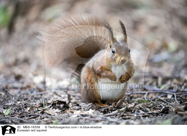 Europisches Eichhrnchen / Eurasian red squirrel / MBS-16558